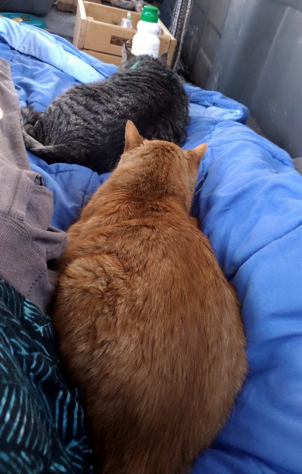 The van bed, liberally scattered with cats: Loiosh closest to the camera, with Major Tom sprawled a bit further away.