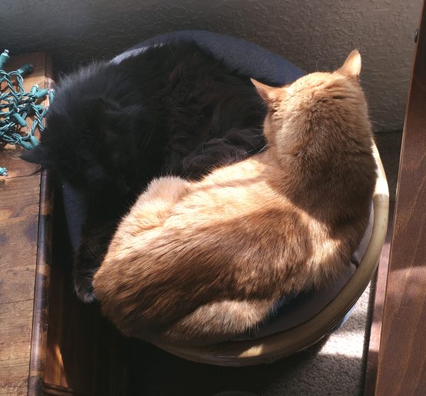 Loiosh & Hades are curled up together in a round cat bed in the sun. They're almost, but not quite, doing the yin yang cat thing.