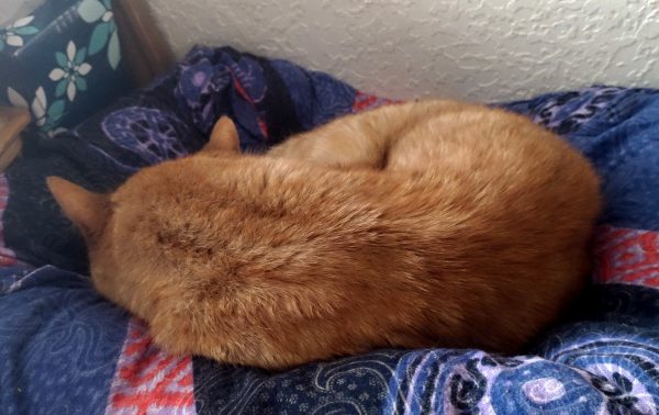 Loiosh, an orange tabby, is curled up in a ball in a pretty blue-patterned cat bed.
