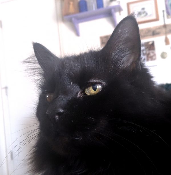 Hades, a longhaired black cat, sits on the bed, gazing majestically off into the distance.