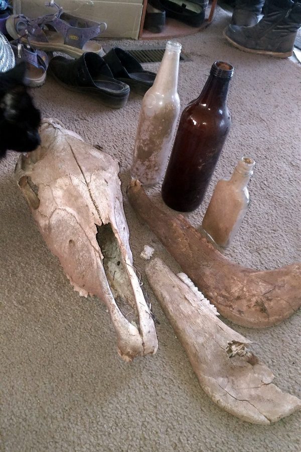 A horse skull & three old bottles sit on a carpeted floor. Also, I need to vacuum.