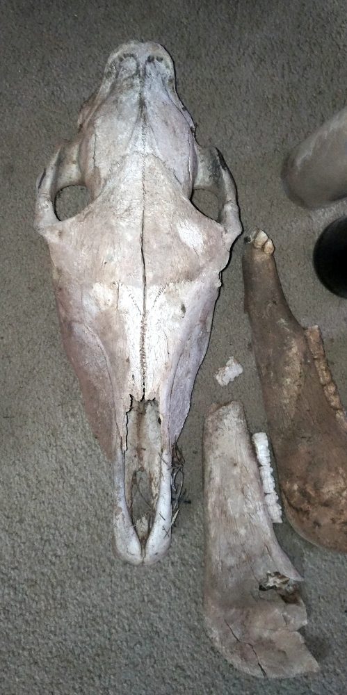 The horse skull, seel from directly above.