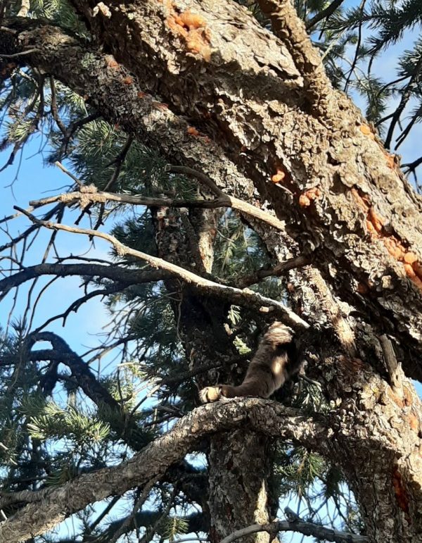 A view up into the branches of a pinyon pine tree; blue sky is visible behind it. Just below the center of the photo, Tom's paw is visible, resting on a branch, with a bit of the rest of his leg stretching up to the right. The rest of him is behind the treetrunk.