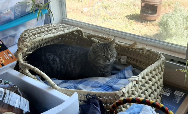 Tom, a grey tabby, is meatloafed in a woven baby basket that's sitting next to the window. His eyes are squinched shut but his ears are alert.