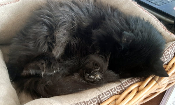 Hades, a longhaired black cat, is curled up in a tan cat basket. He's halfway on his back, with half his paws sticking out.