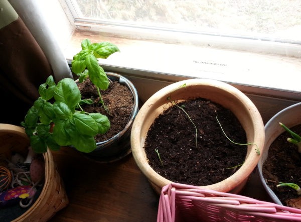 Looking down at two plant pots sitting in the window -- one holds a flourishing basil plant, & the other has four tiny thready stems. Who knows, they might grow.
