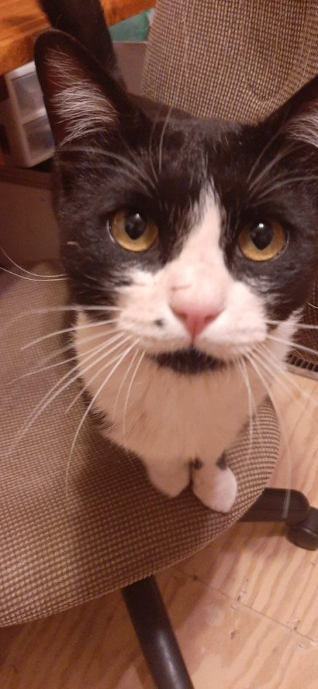She is a tux cat, with a white belly & paws, black chin & ears, white muzzle rising to a white point between her eyes, which are yellow. She's got a tiny black beauty spot just to the left of her nose. She's sitting in a chair looking winsomely up at the camera.
