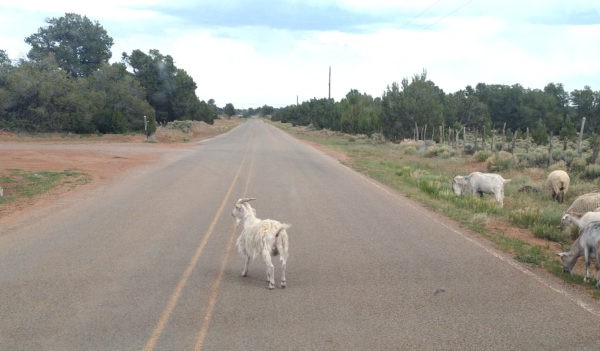 The view down the road, which contains one single solitary goat who's standing in my way, gazing contemplatively off into the distance. Goats, I tell ya.