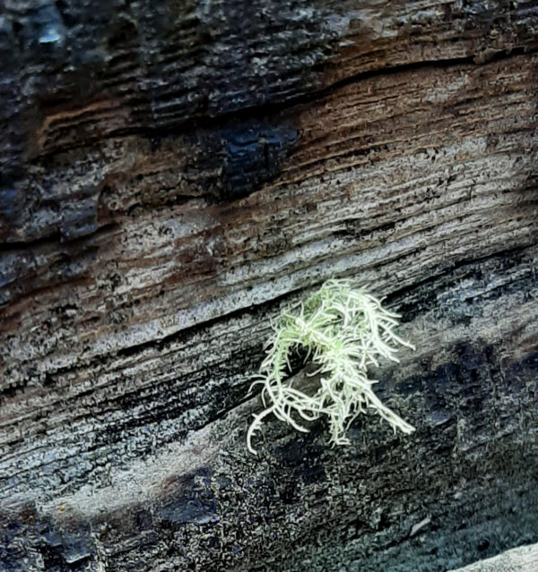 A wee tiny tuft of moss, not even half an inch across, on a weathered & partly burnt fallen log.