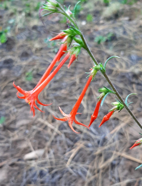 Long flowers, like tubes with trumpet bells on the end. They're a vigorous orange-red.