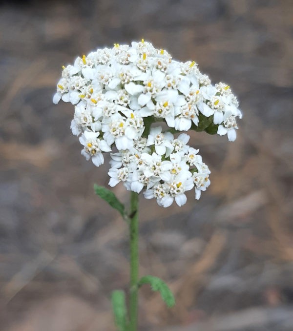 A close view of a yarrow flower -- a bunch of tiny white five-petalled flowers clustered together.