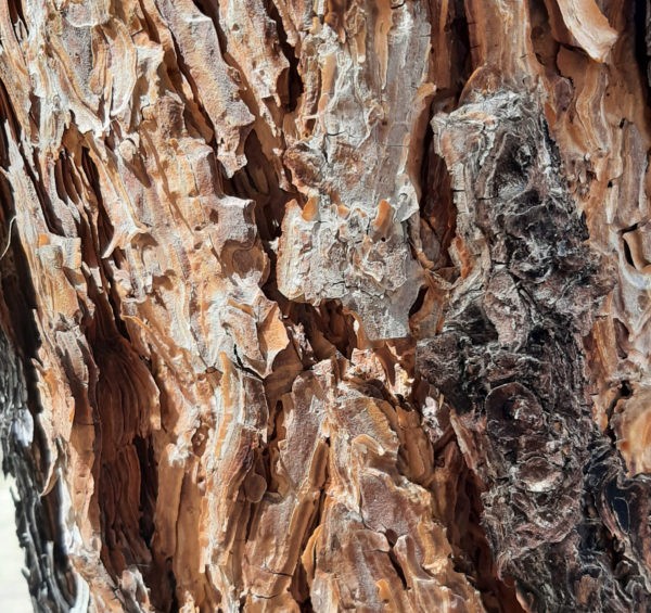 Deeply weathered ponderosa pine bark. It's mostly a pale orangish tan, & it weathers into thin, oddly-shaped layers that peel off & look like puzzle pieces.
