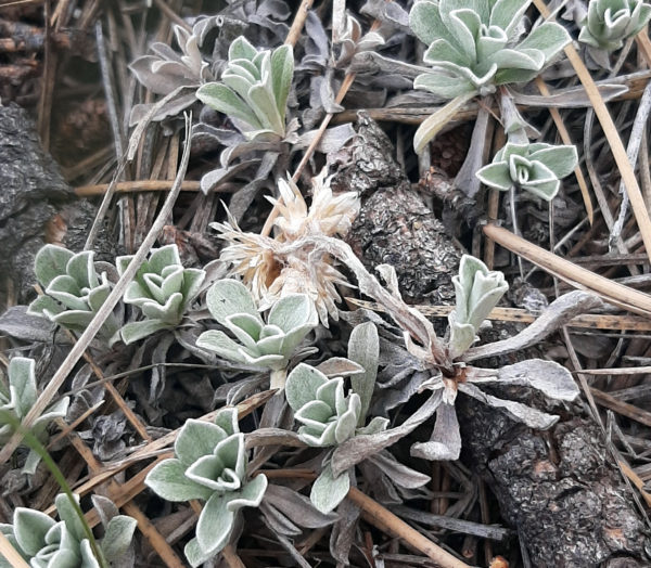 Tiny low-growing plants with fuzzy-looking, grey-green leaves.