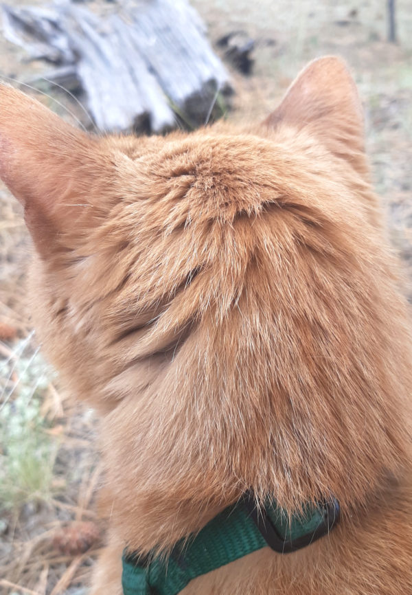 A close view of Loiosh's head, from the back. His ears are perked forwards.