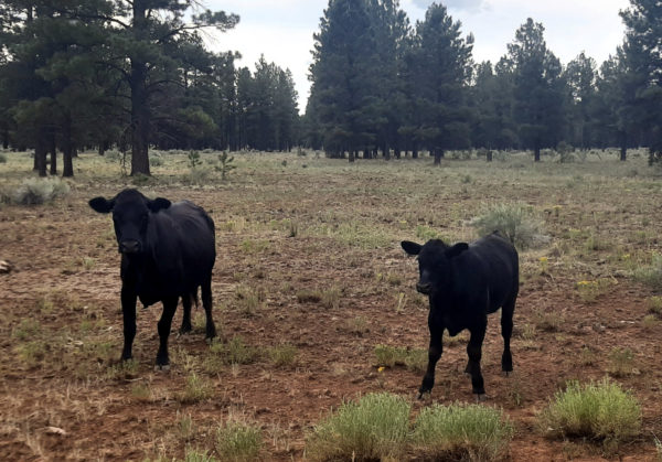 Two black cows, one big, one small, both staring at the van with deep suspicion.