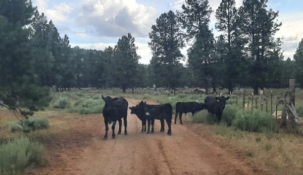 A dirt road with like five black cows standing in the middle of it. They had Opinions about it all.