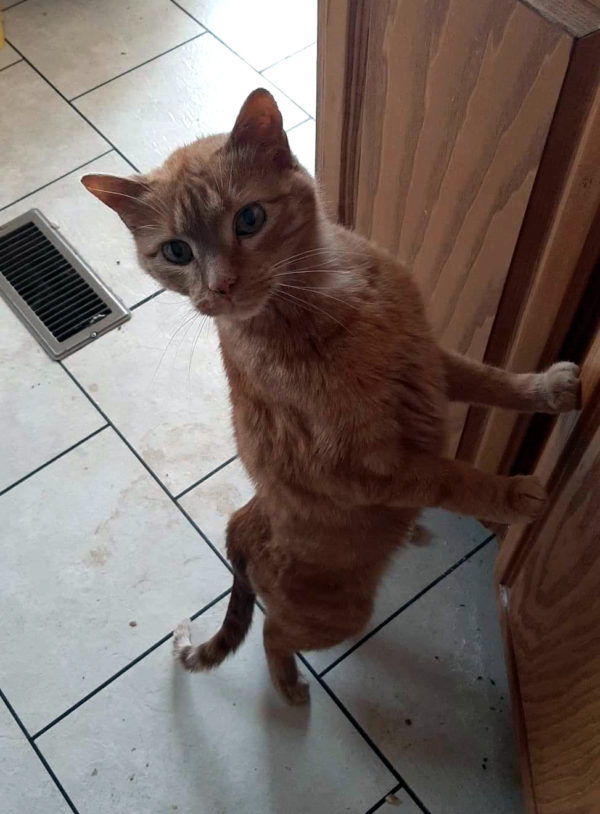 Loiosh, an orange tabby, is standing up on his hindlegs, forepaws braced against the cabinet, looking pleadingly up in the direction of what one must assume is ham.