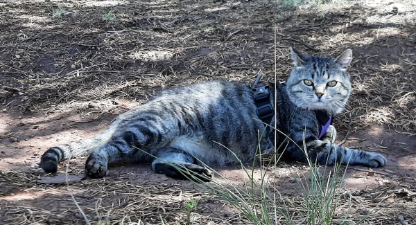 Major Tom is flopped on his side, in the shade, in a depression in the ground. He looks pretty pleased with this.