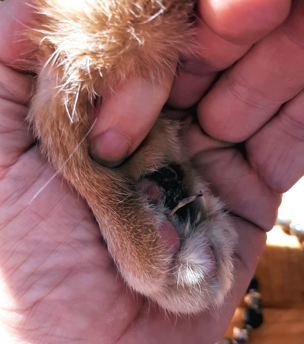 I'm holding Loiosh's forepaw in my hand, turning it so I could get a picture of the bottom -- he's got a BUNCH of pine resin stuck between his toes, along with several pine needles.
