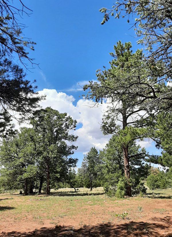 A mountain meadow dotted with tall ponderosa pine trees. Above them is a RIDICULOUSLY blue sky, with puffy white clouds.