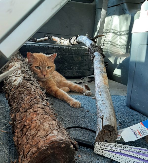 Loiosh, an orange tabby, is laying on the floor of the van, leaning against a ponderosa log. He's looking at the camera, & he's got one forepaw stretched out in front of him.