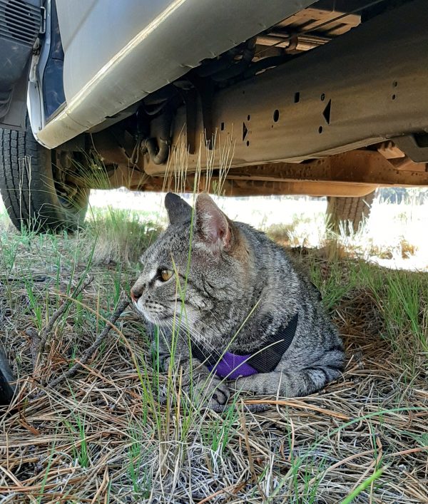 Major Tom, a big grey tabby wearing a purple harness, is laying in the grass under the van, gazing contemplatively off into the distance.