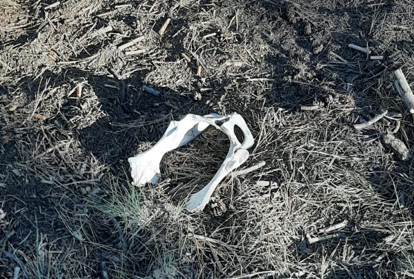 A bleached white pelvis bone, laying on disturbed ground. It's too elongated to be human, or anything that ever walked upright.