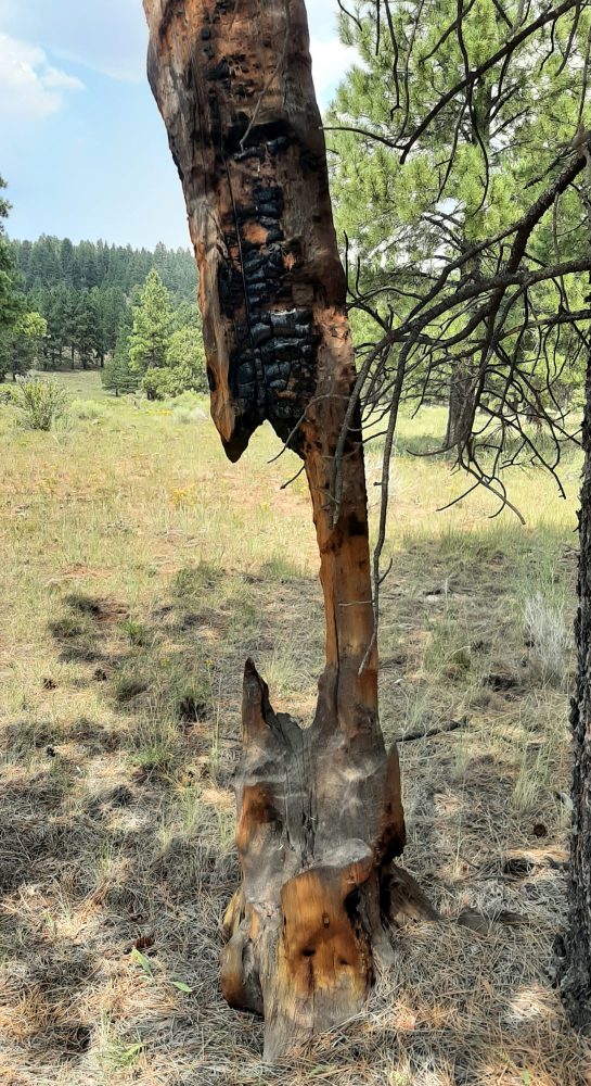 A tall, burnt tree -- most of it is about a foot wide, but a few feet from the ground a large C shape is burnt out, leaving only a few inches of wood holding up the rest.