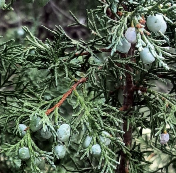 Closeup of a juniper tree. The needles are short & scaly, & the berries are still a very light, dusty blue.