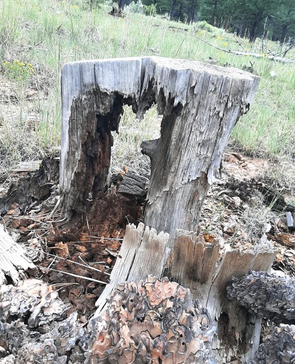 A treestump, heavily weathered so there's a hole all the way through. It's not big enough for a cat, but I could probably fit my hand through. I decided not to try.