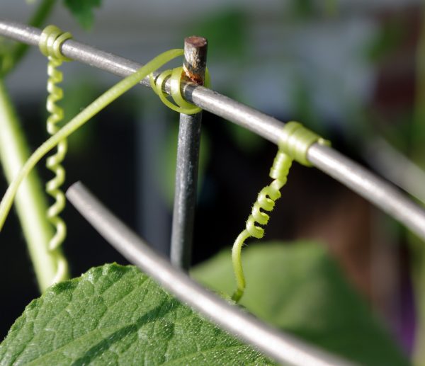 A close view of cucumber tendrils winding their way to a supportive metal framework, & then twining around it.