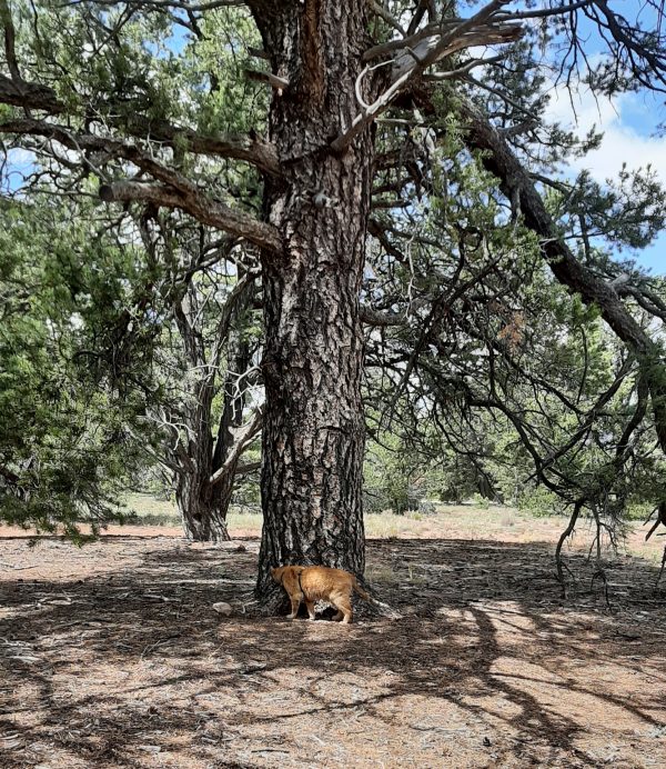 Loiosh, an orange tabby wearing a green harness, sniffs at the base of the pinyon.