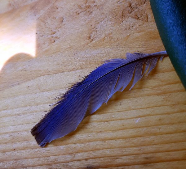 A feather sits on a wood table. It's small, maybe three inches long, & a deep indigo.