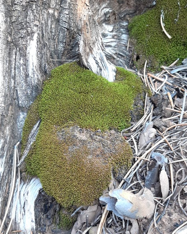 A clump of greeny-brown moss clings to the side of an old weathered tree stump. Another clump, brighter green, sits behind it.