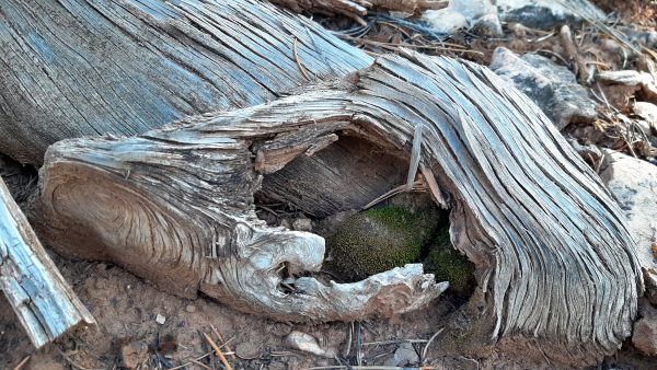 Another weathered knothole, this time with a hole worn through the center. In the hole is another clump of moss.