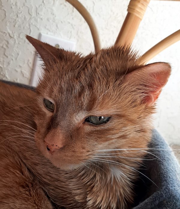 Loiosh, an orange tabby, is curled up in a blue cat bed. The fur down the middle of his head looks, well, kinda greasy, & is also sticking up funny. He looks pretty displeased with it all.