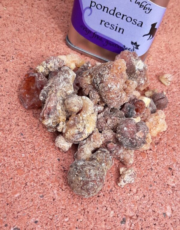 Nuggets of golden-brown ponderosa resin sit on red brick; behind them is a stainless steel tin with the label 'ponderosa resin'.
