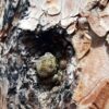 A hole in the bark of a ponderosa tree holds a couple nuggets of greenish resin.