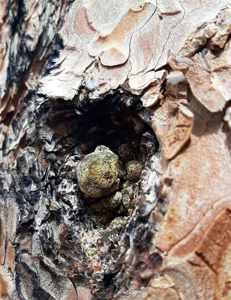 A hole in the bark of a ponderosa tree holds a couple nuggets of greenish resin.