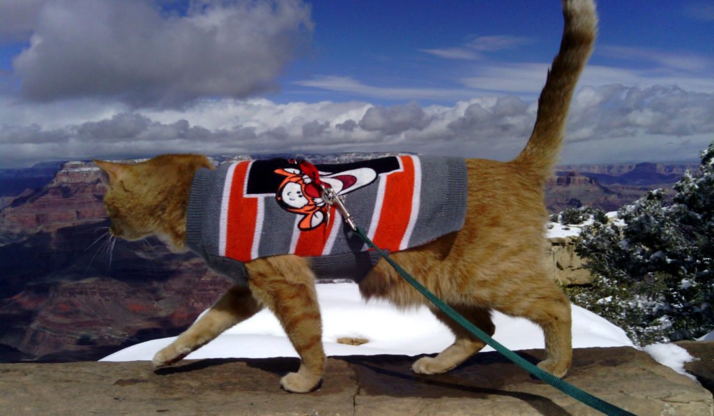 Loiosh, an orange tabby wearing a Tigger sweater and trailing a green leash, paces along a low concrete wall. His tail is up and he's looking curiously away from the camera. Behind him is the Grand Canyon.