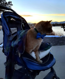 cats: a sunset wander