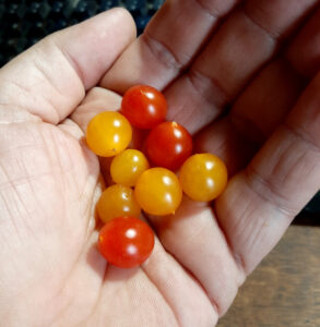 small beauties: these tiny tomatoes, which are VERY SMALL